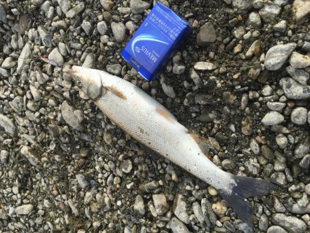 吉野川は、最高だー！