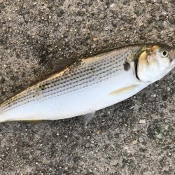 シオっぽいやつ