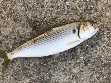 シオっぽいやつ