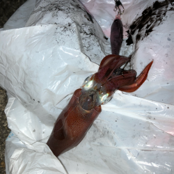 ライトエギング