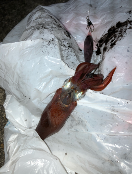 ライトエギング