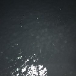 豆アジしかいない