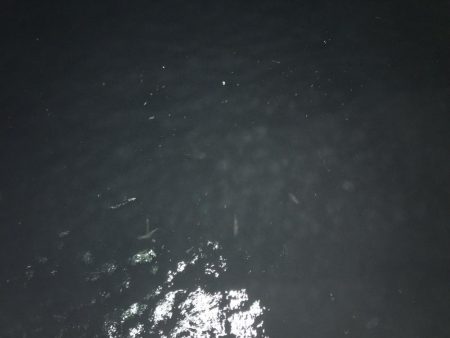 豆アジしかいない