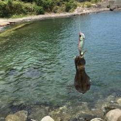 今日はシャロー