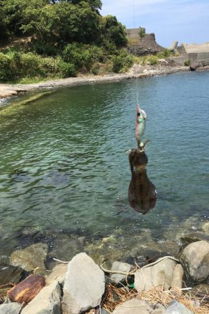 今日はシャロー