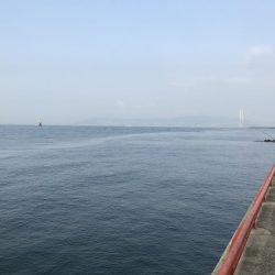 エサ取りが、多くて。