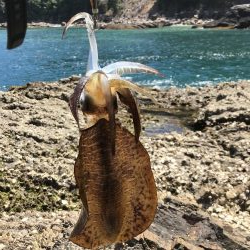 夏イカを求めて