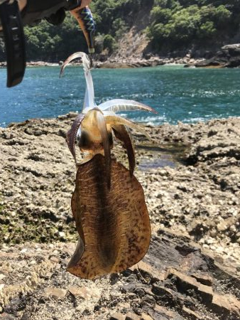 夏イカを求めて