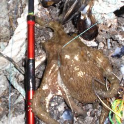 ひさしぶりのタコ