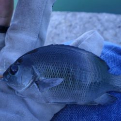 芝エビで落とし込み