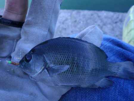 芝エビで落とし込み