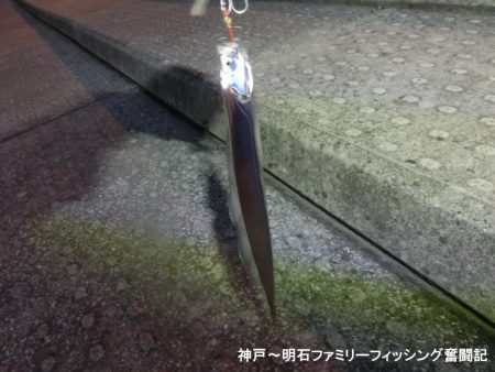 タチウオは情報通りの釣果です