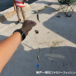 キス釣りで豆アジ爆釣