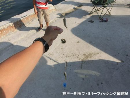 キス釣りで豆アジ爆釣