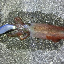 剣先イカ絶好調