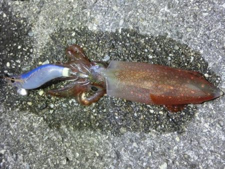 剣先イカ絶好調