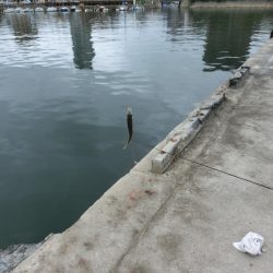 盆休み最後のファミリーフィッシング