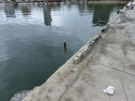 盆休み最後のファミリーフィッシング