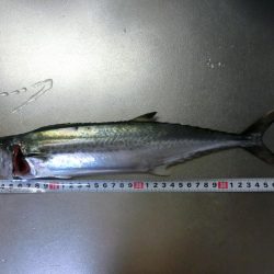 タチウオワインドでサゴシもGET