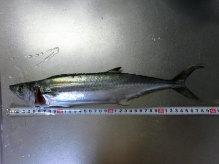 タチウオワインドでサゴシもGET