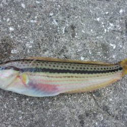 タコおった！！