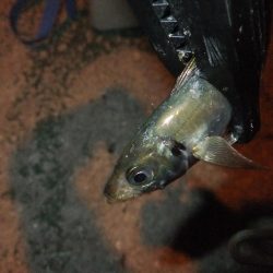 まずまずの釣果？