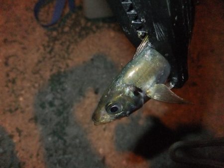 まずまずの釣果？