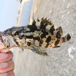 今日は外道デー