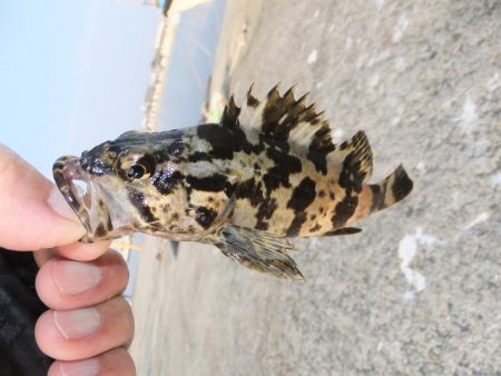 今日は外道デー