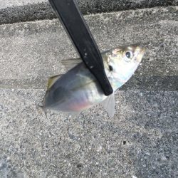 今年初タチウオ、グッドサイズ！