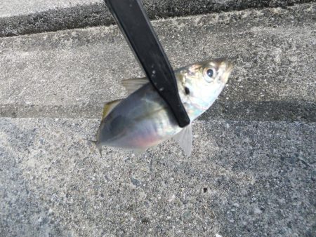 今年初タチウオ、グッドサイズ！