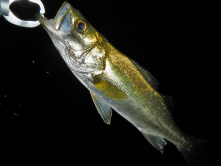 良く引きました