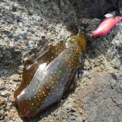 アオリイカ調査