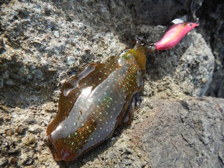 アオリイカ調査