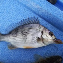 河口でちょい投げ釣り