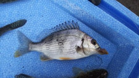 河口でちょい投げ釣り