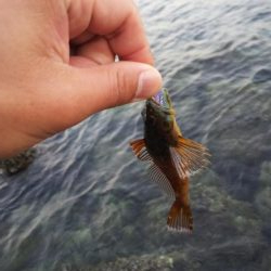 ガシラの刺身が食べたくて