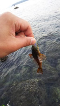 ガシラの刺身が食べたくて