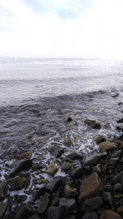 ベラしかおらんのかっ！