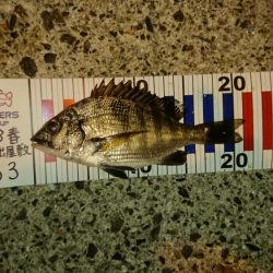 五目釣りならず