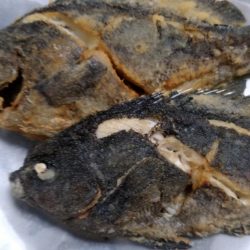 サビキ仕掛けで小グレが大漁