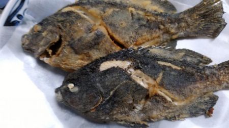 サビキ仕掛けで小グレが大漁