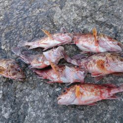 シオ釣れないけどお土産確保