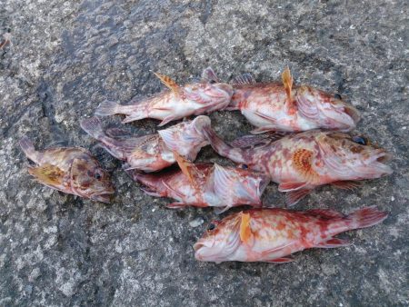 シオ釣れないけどお土産確保