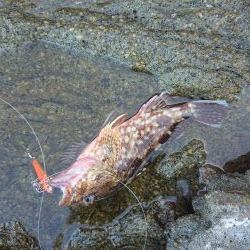 チニング&ロックフィッシュ