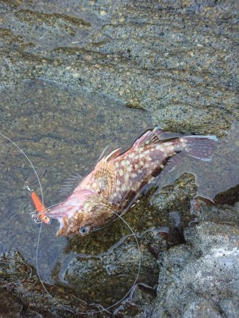 チニング&ロックフィッシュ