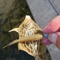 ナイトライトゲーム