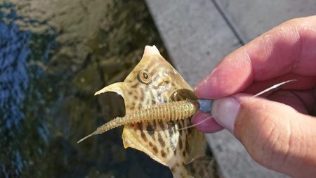 ナイトライトゲーム