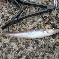 久しぶりのキス釣り