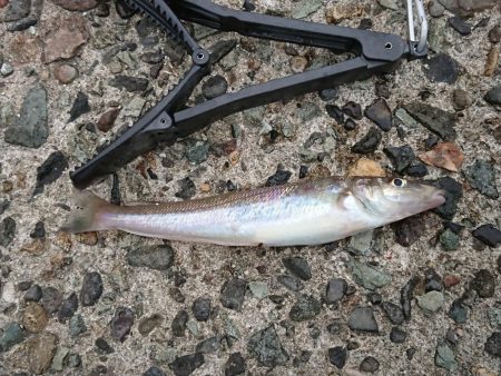 久しぶりのキス釣り